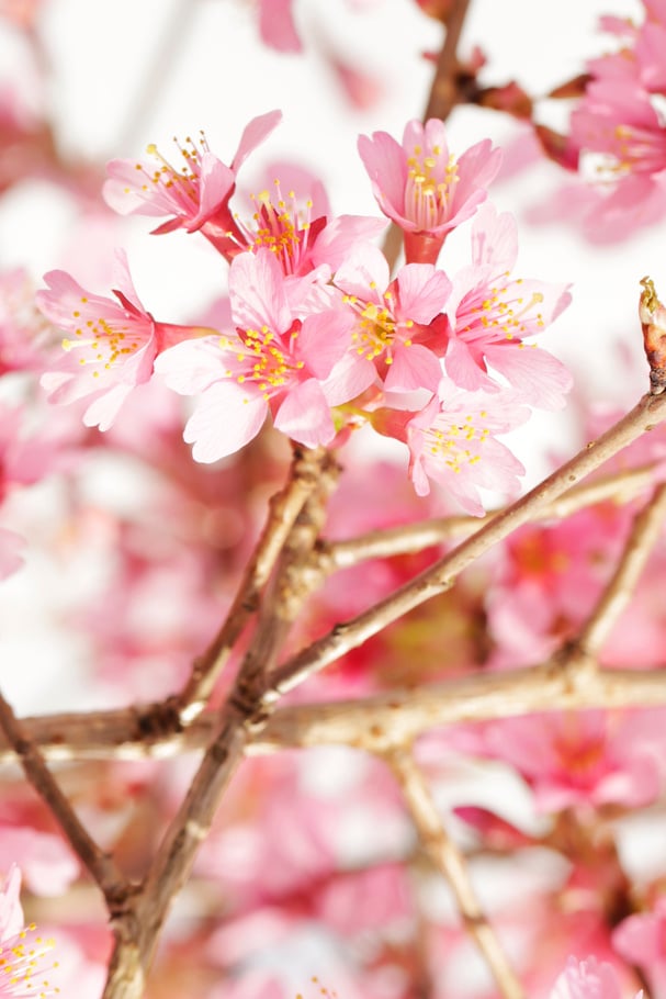 Pink cherry blossom